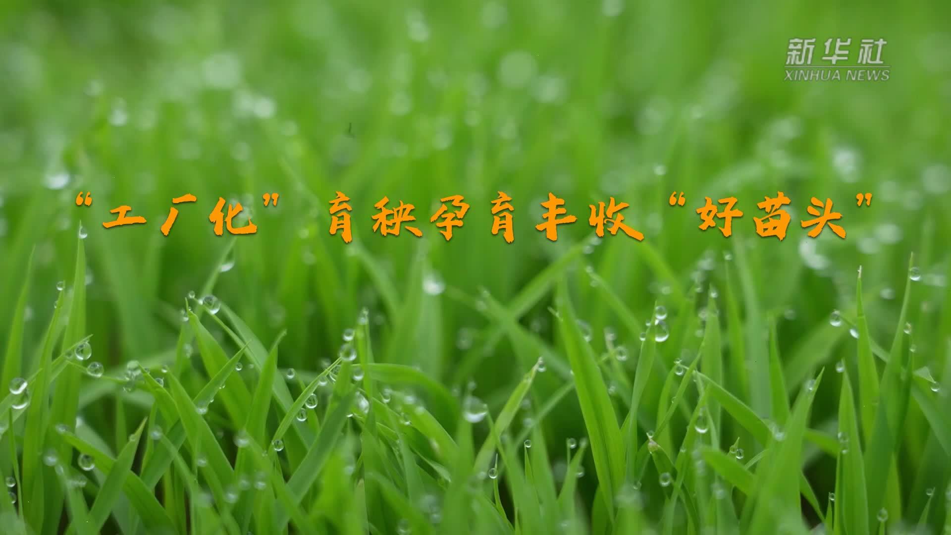 春耕一线观察｜“工厂化”育秧孕育丰收“好苗头”