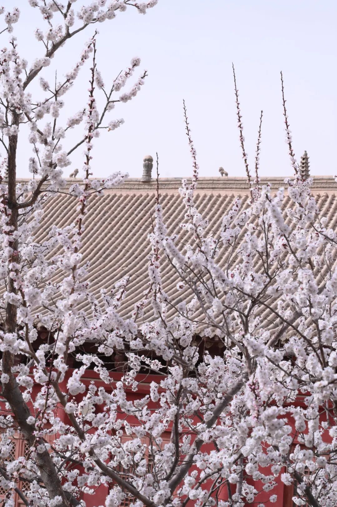 赴一场丝路儒风　醉赏古苑芳菲