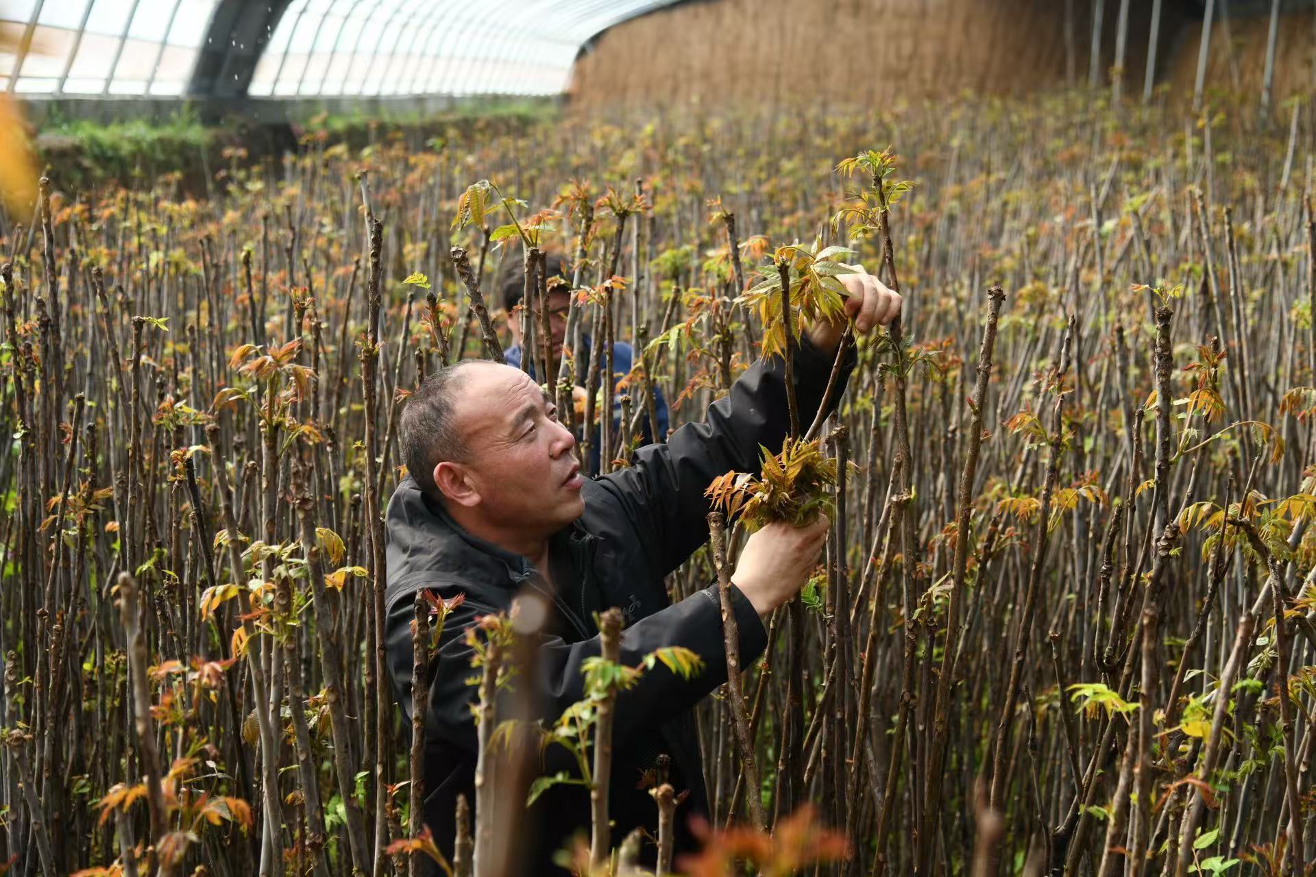 山东邹城:“攥指成拳”解锁15个村的“共富密码”