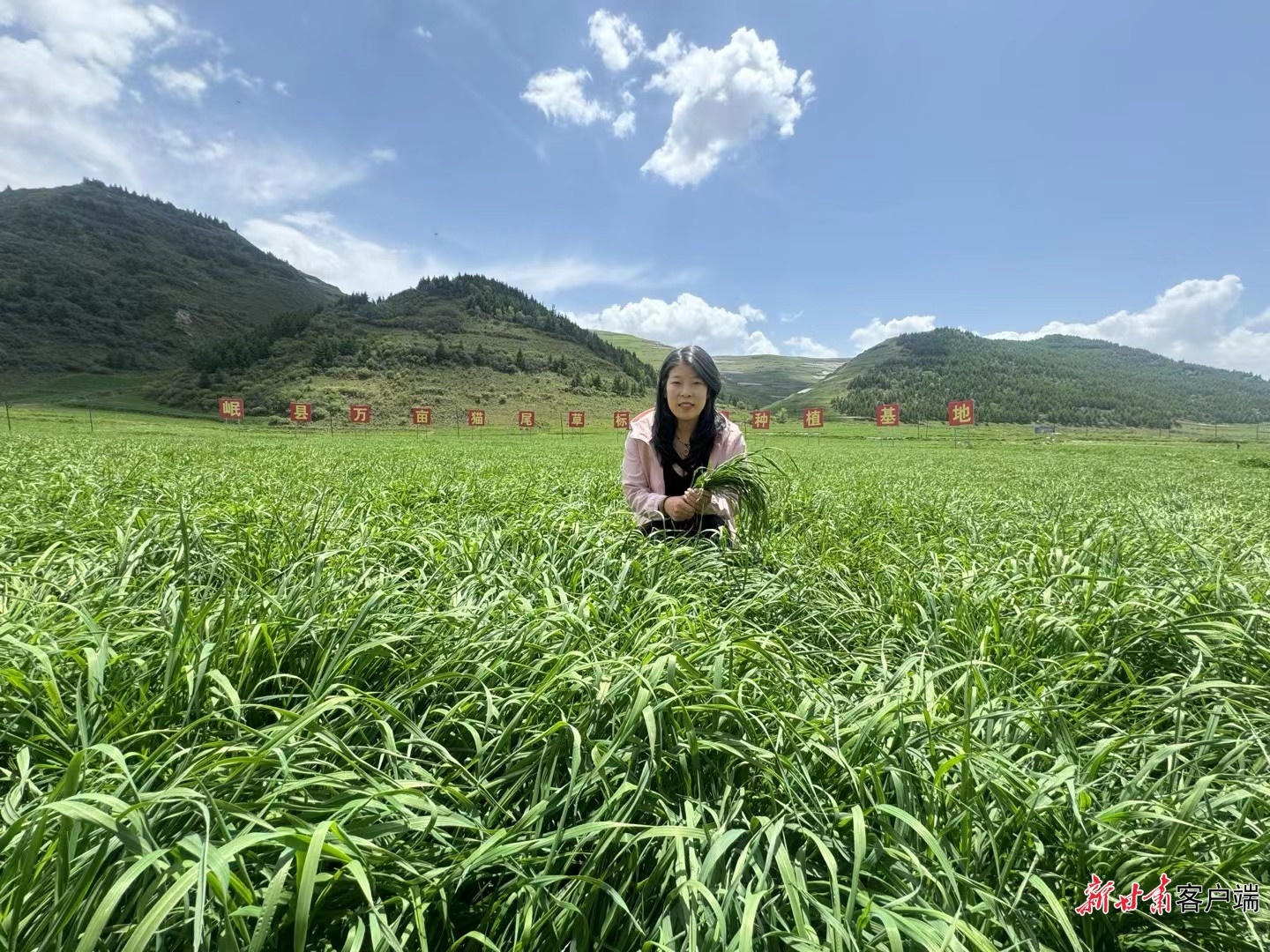 岷县立源猫尾草农民合作社负责人李姑霞在猫尾草基地 受访者供图