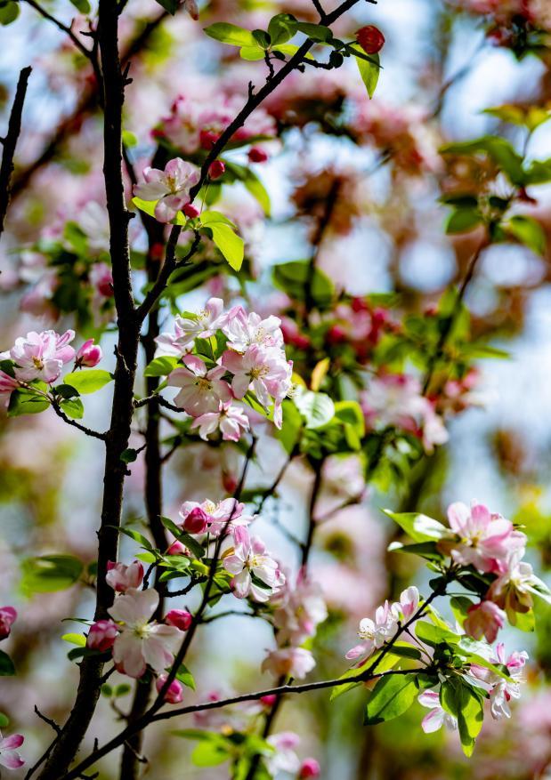 海棠枝桠上，粉白的花团挤作一团，嫩红的花苞嵌在其间，像把春日的温柔都攒在了这枝梢上。刘晶 摄
