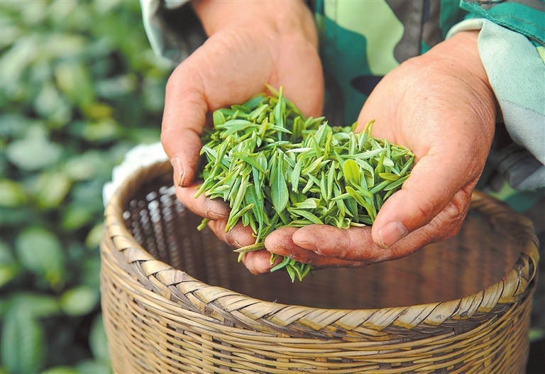 刚刚采摘的茶鲜叶。