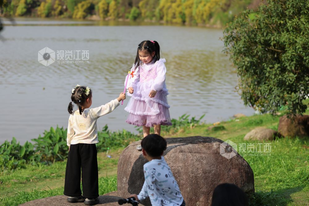 2026年4月5日，江西省吉安市生态公园一大片木绣球映入眼眶，它们一团团、一簇簇地绽放，宛如冰淇淋种在了枝头。
