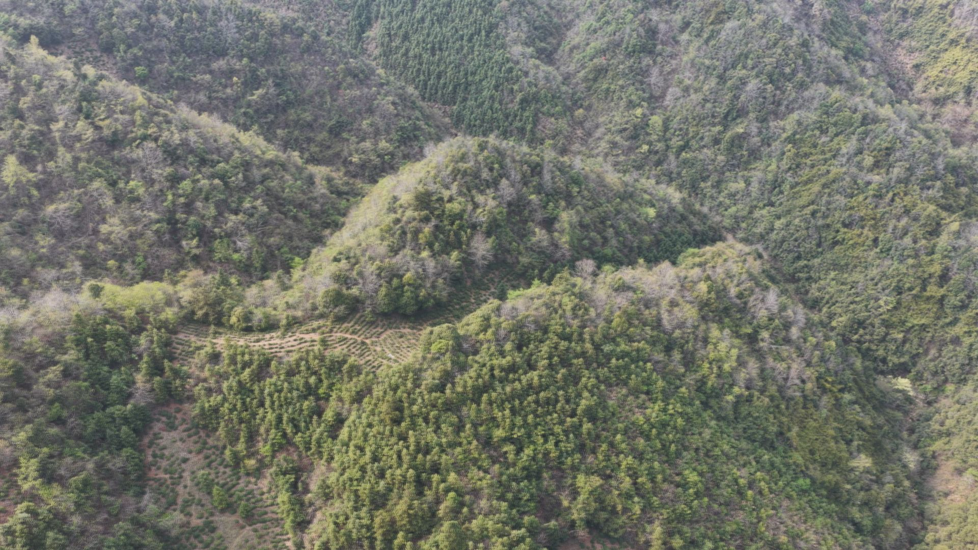 江西彭泽：一片绿叶何以成为富民强镇的“金叶”