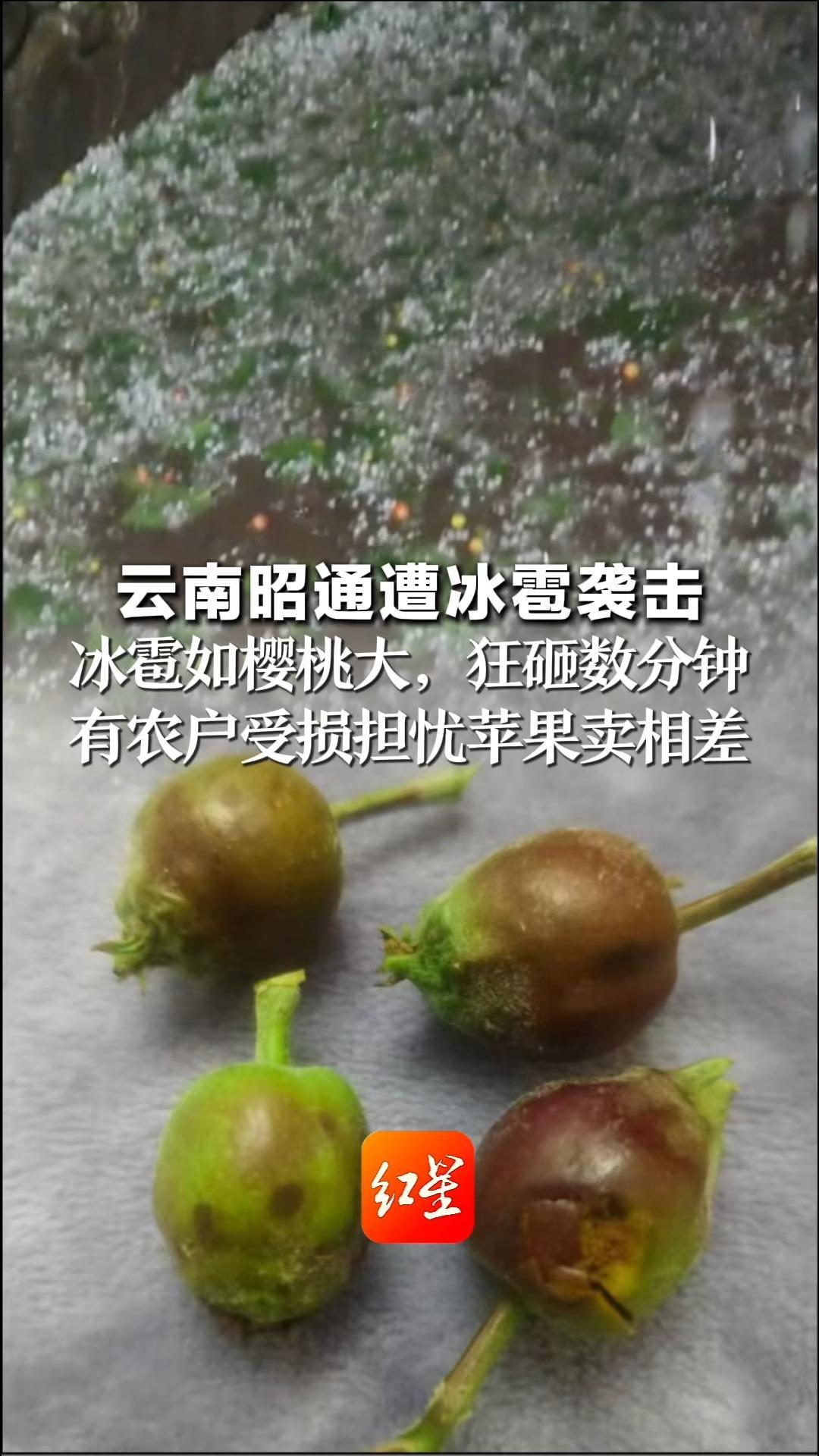 云南昭通遭冰雹袭击 冰雹如樱桃大，狂砸数分钟 有农户受损担忧苹果卖相差 当地正收集受灾情况