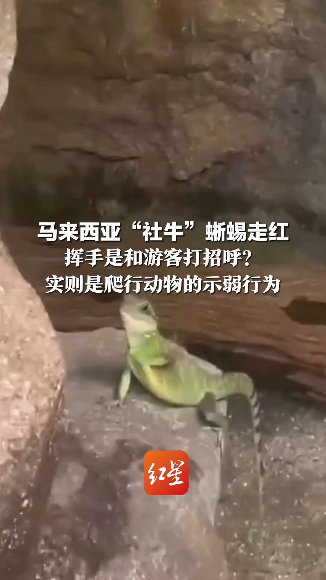 马来西亚“社牛”蜥蜴走红  挥手是和游客打招呼？实则是爬行动物的示弱行为 类似“我没有威胁”的信号