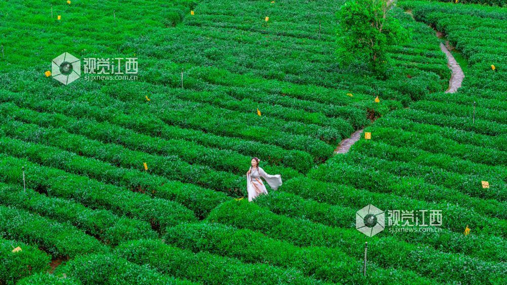 2026年4月11日在江西省吉安市遂川县汤湖镇万亩茶园拍摄的画面。