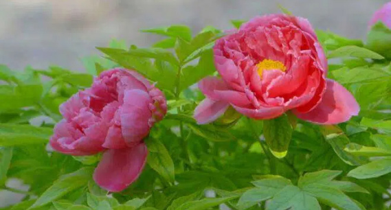 潍坊青州：偶园牡丹花开盛 国色天香满园林