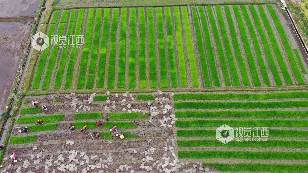 2026年4月14日，江西省遂川县枚江镇田间地头，呈现出一派繁忙有序的春耕景象。