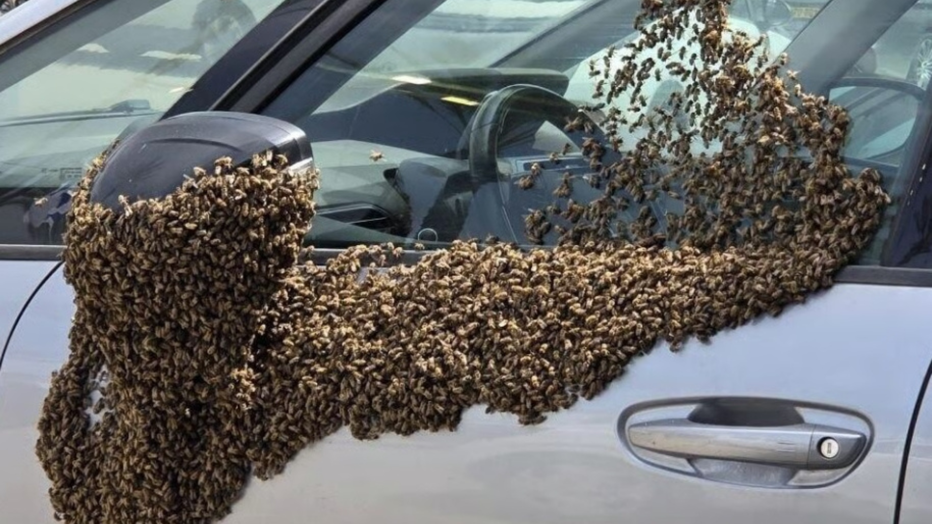 以色列南部城市蜂群聚集，成团悬挂车上，令人头皮发麻…