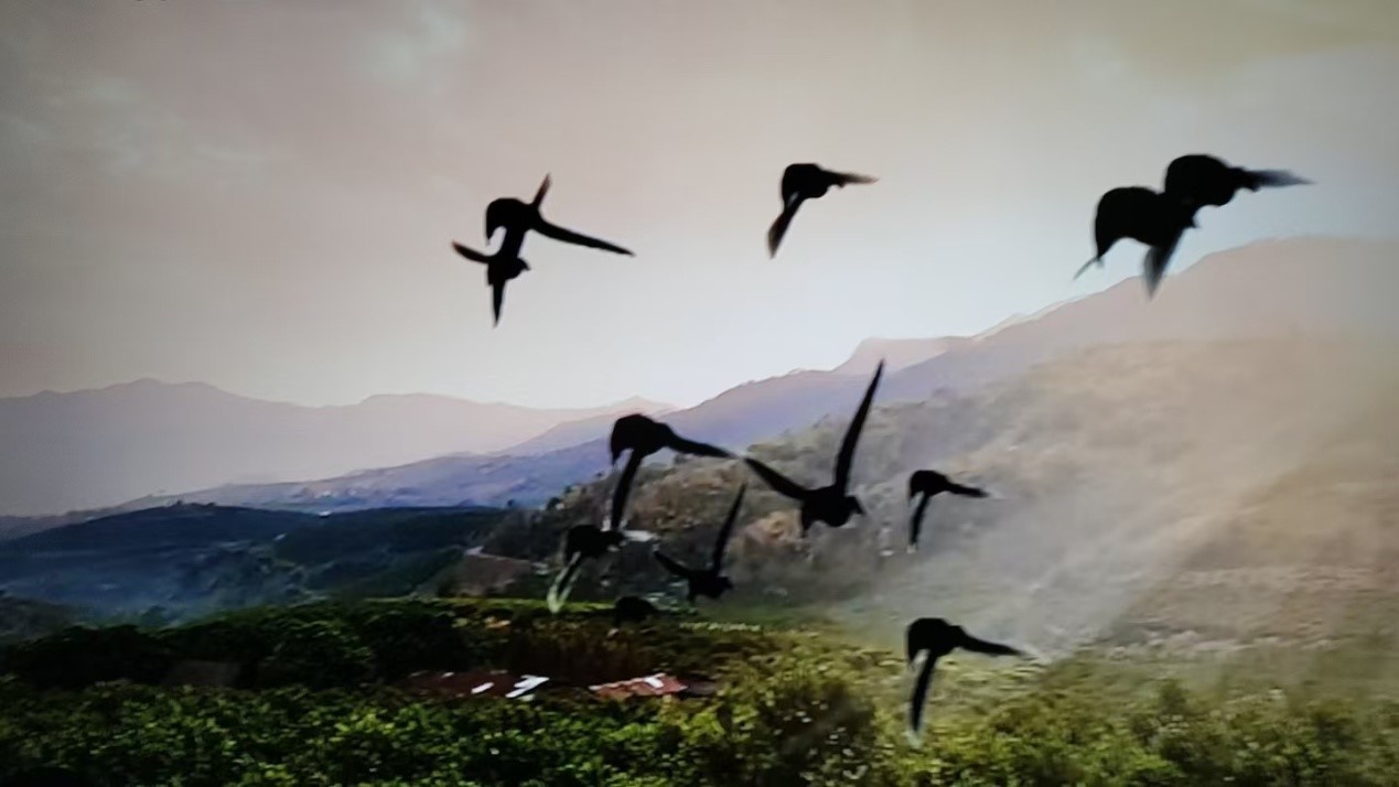 曹政伟：生命自有光——读《你当像鸟飞往你的山》有感