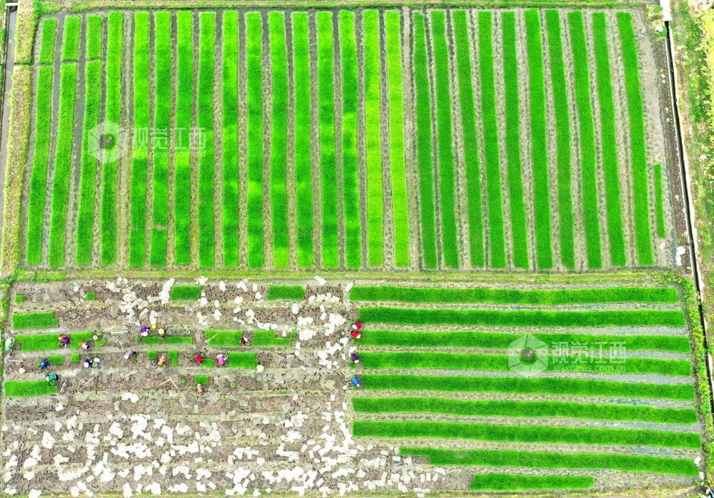 2026年4月14日，江西省遂川县枚江镇田间地头，呈现出一派繁忙有序的春耕景象。