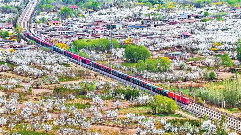 4月12日，货运列车穿行在永登县苦水镇梨花花海中。近日，永登县苦水镇铁路沿线梨花竞相绽放。 新甘肃&middot;甘肃日报记者　田蹊