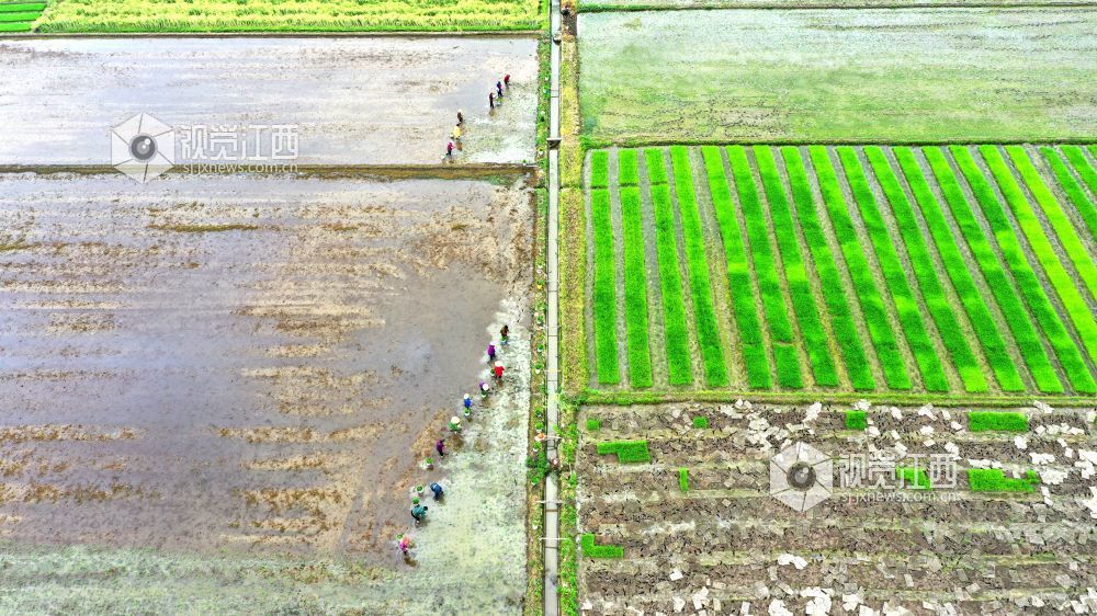 2026年4月14日，江西省遂川县枚江镇田间地头，呈现出一派繁忙有序的春耕景象。