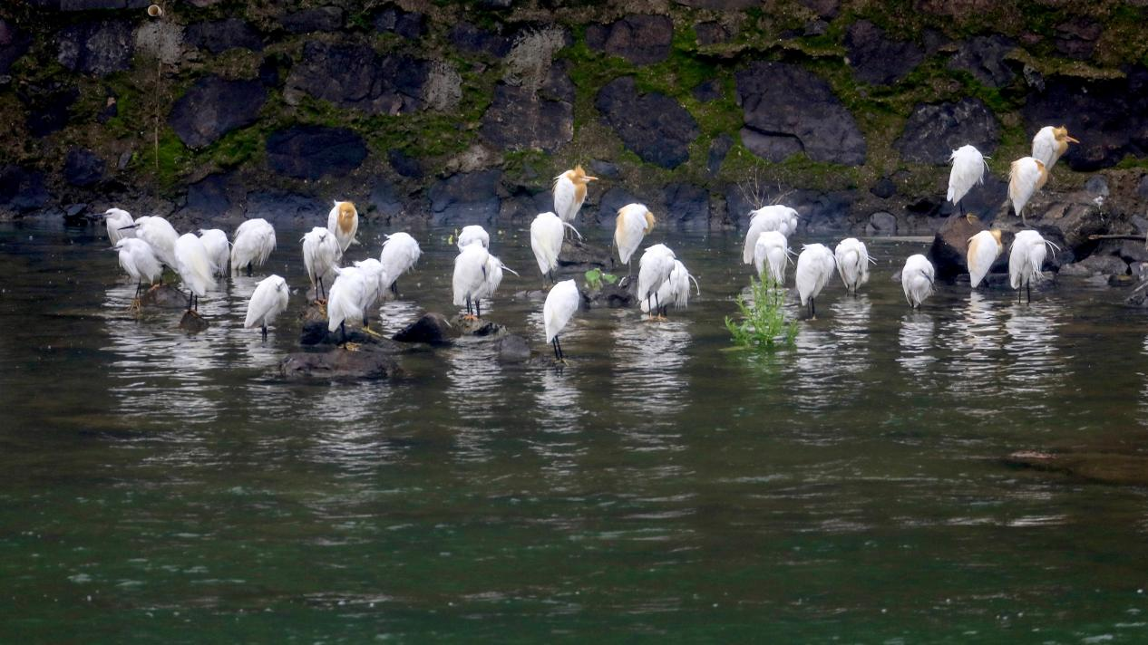 日月湖湿地公园内栖息的牛背鹭、白鹭 （张宏 摄）