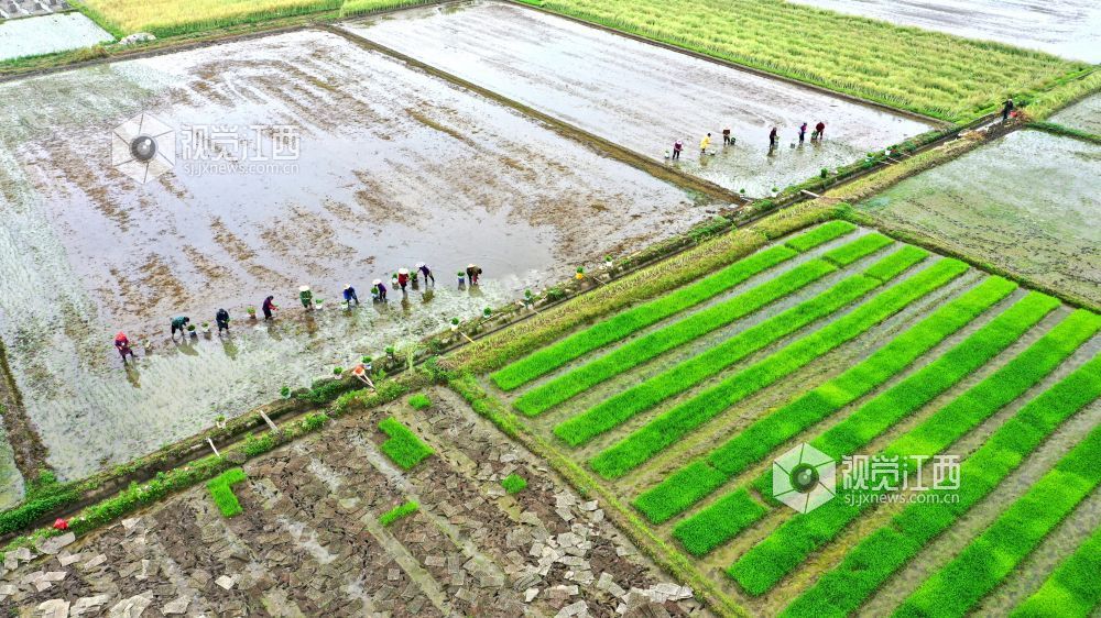 2026年4月14日，江西省遂川县枚江镇田间地头，呈现出一派繁忙有序的春耕景象。
