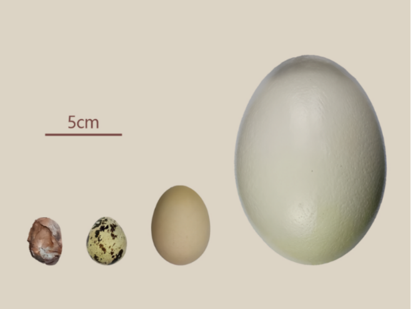 左一为新发现的“赣州迷你蛋”（韩凤禄供图）