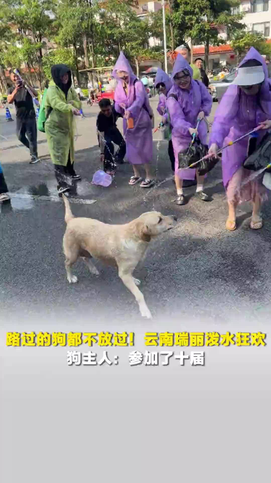 路过的狗都不放过！云南瑞丽泼水狂欢，狗主人：参加了十届，会觉得大家都喜欢它