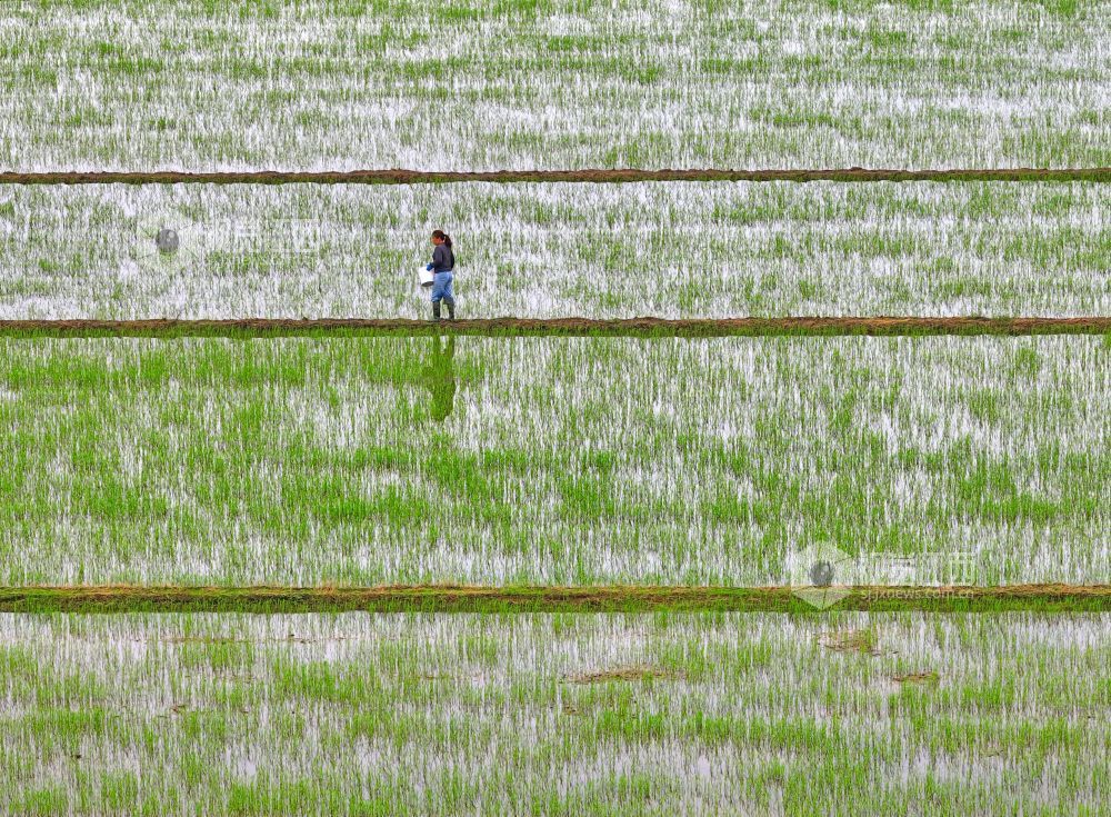2026年4月15日，江西省吉安市泰和县苏溪镇上彭村，农民正在田间给早稻撒肥管护。
