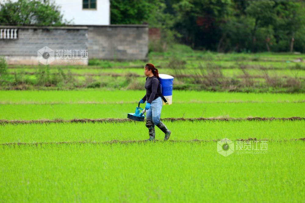 2026年4月15日，江西省吉安市泰和县苏溪镇上彭村，农民正在田间给早稻撒肥管护。