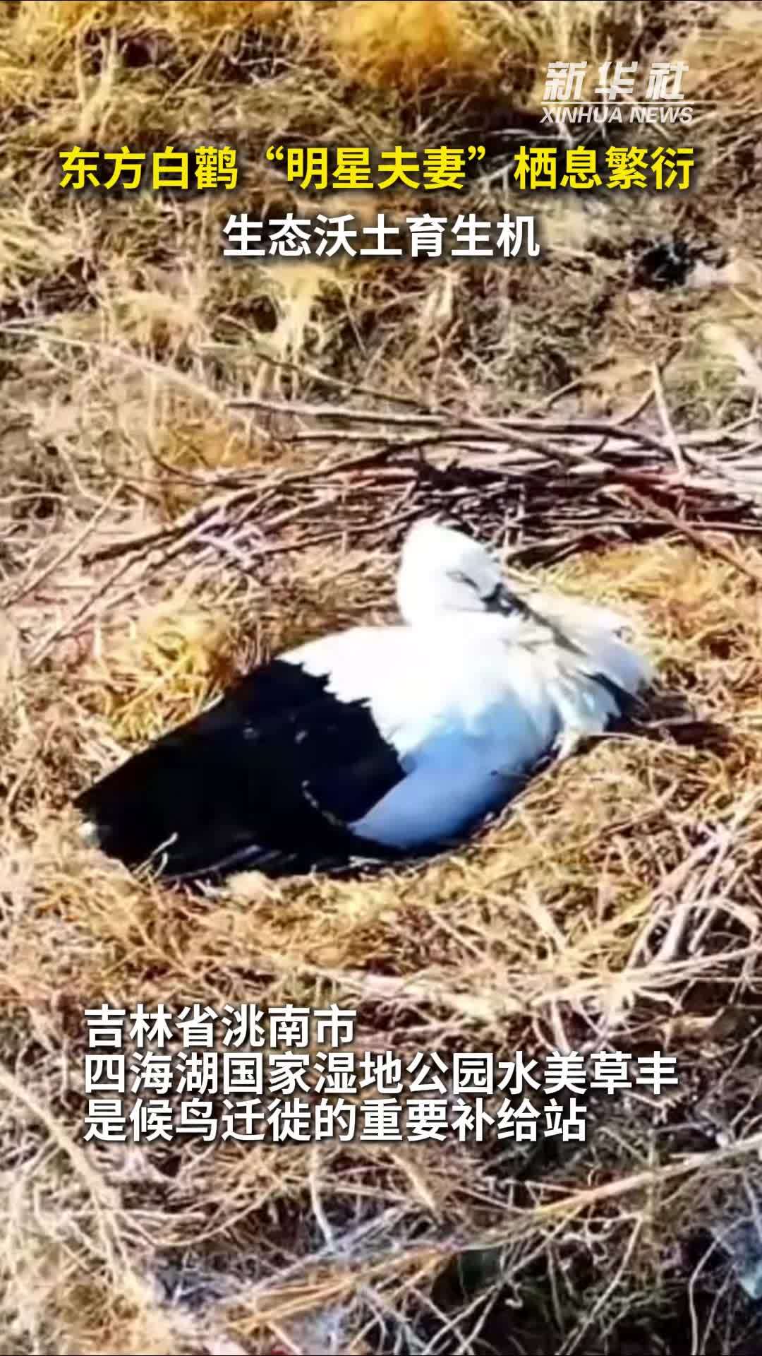 秀我中国｜东方白鹳“明星夫妻”栖息繁衍 生态沃土育生机