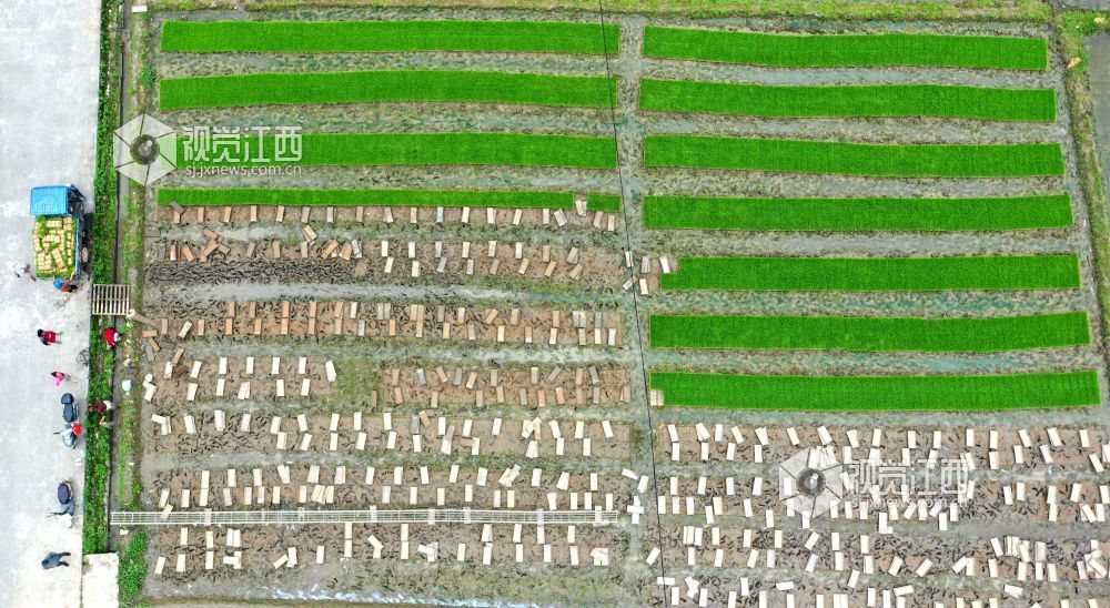 2026年4月14日，江西省遂川县枚江镇田间地头，呈现出一派繁忙有序的春耕景象。