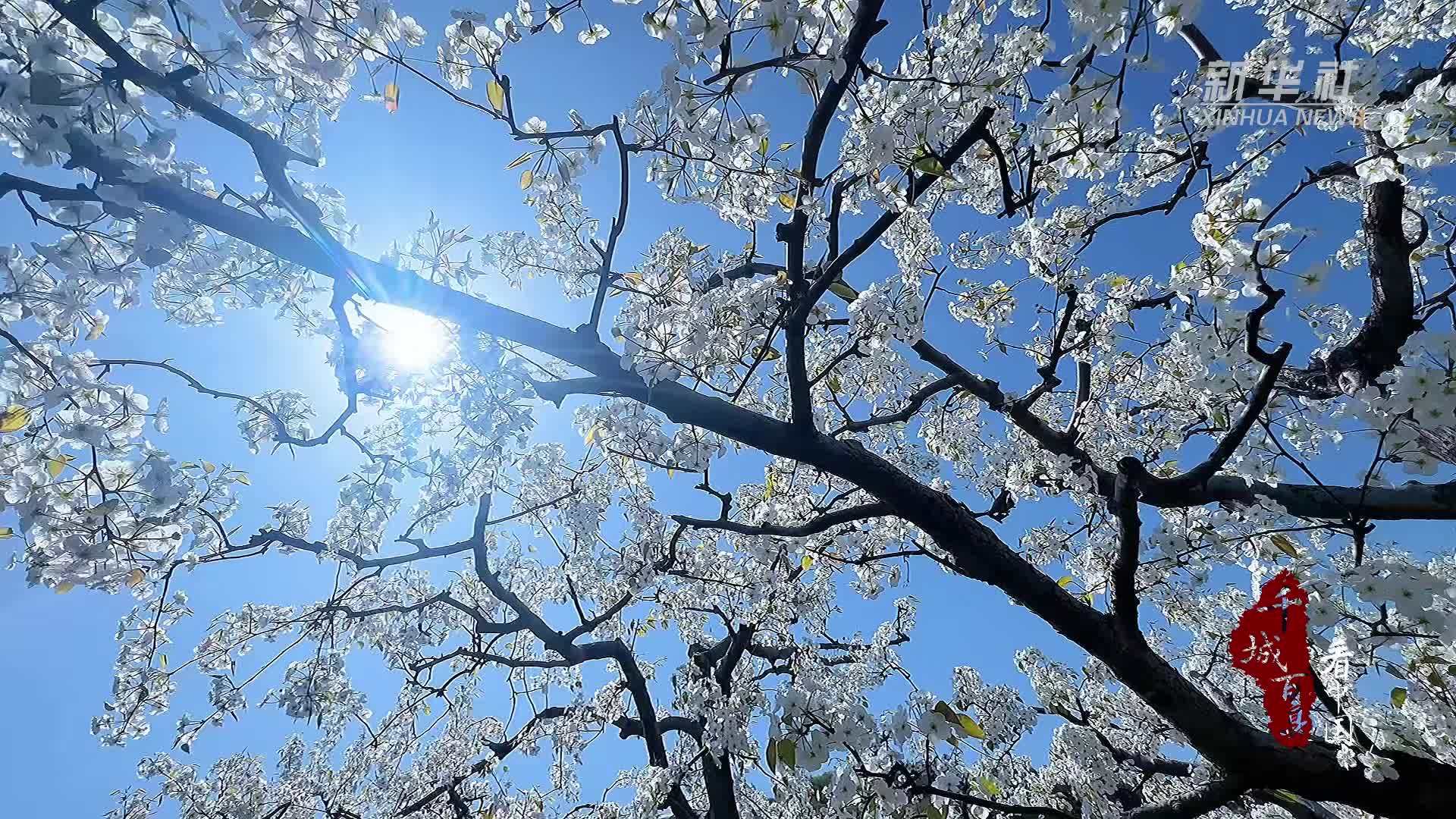 千城百县看中国·赏花季｜北京顺义：又见梨花 岁岁年年