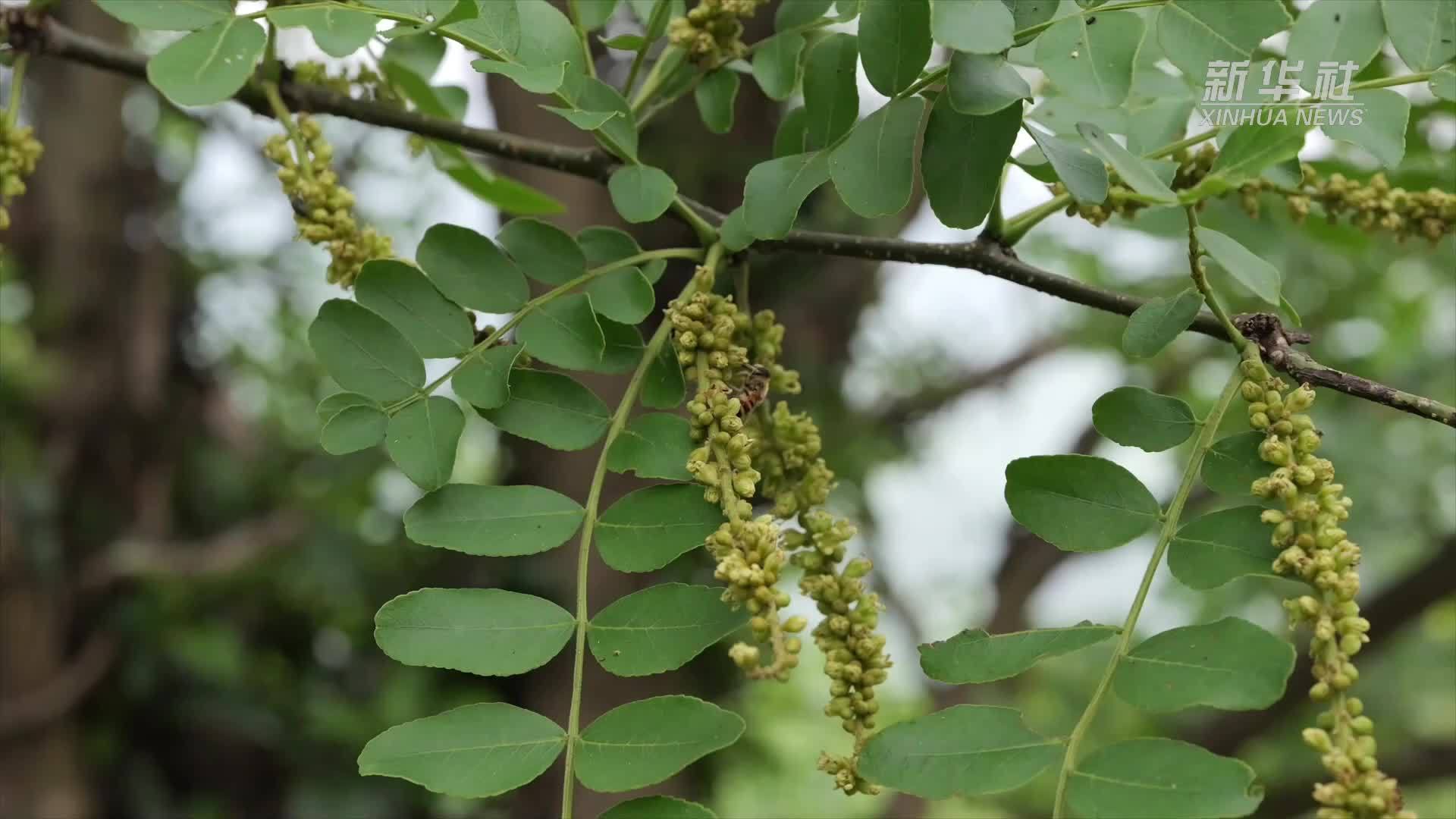 湖南南岳：千余株绒毛皂荚幼苗完成栽植