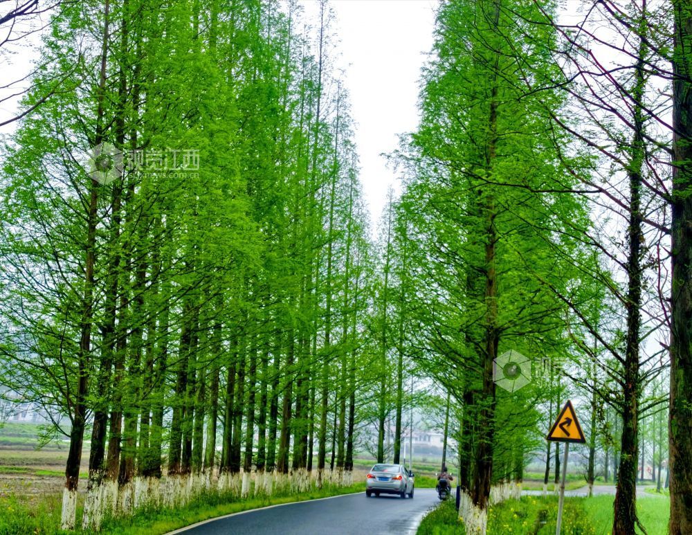 江西分宜：生态公路绘就春日乡野画卷（图）