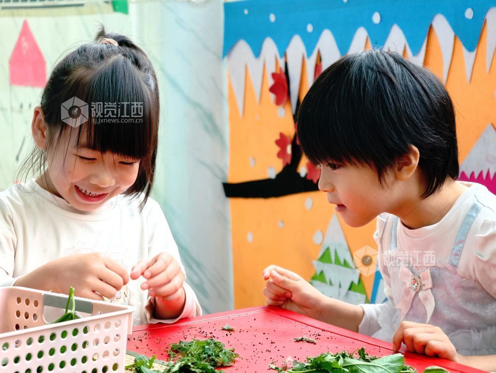 江西分宜：萌娃学养蚕 课堂乐趣多（图）