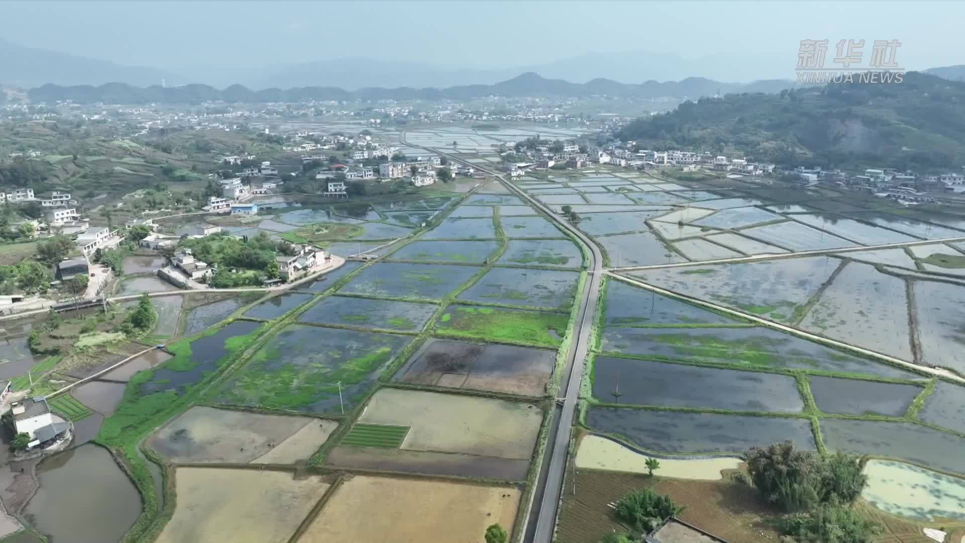 四川兴文：稻虾轮作提质效 一田双收促增收