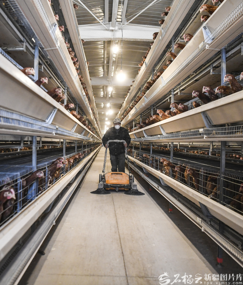 4月8日,养殖户使用自助式清扫机清洁鸡舍。位于乌鲁木齐市米东区三道坝镇东滩村的蛋鸡养殖基地总建筑面积2400平方米,实现喂料、饮水、环境调控全流程智能化管理,目前,首批2.9万羽青年蛋鸡已入栏,全部投产后,5.8万羽蛋鸡产蛋高峰期日产蛋量可达3.2至3.6吨。石榴云/新疆日报记者 汤永摄