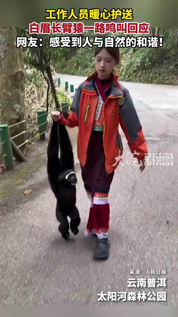 工作人员暖心护送 白眉长臂猿一路鸣叫回应