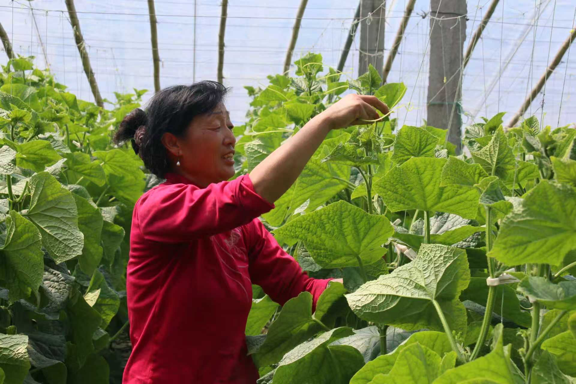 青岛平度：一亩黄瓜棚 蹚出致富路