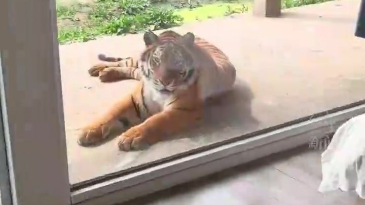 河南一景区推168元“虎景房”，可近距离和老虎同住