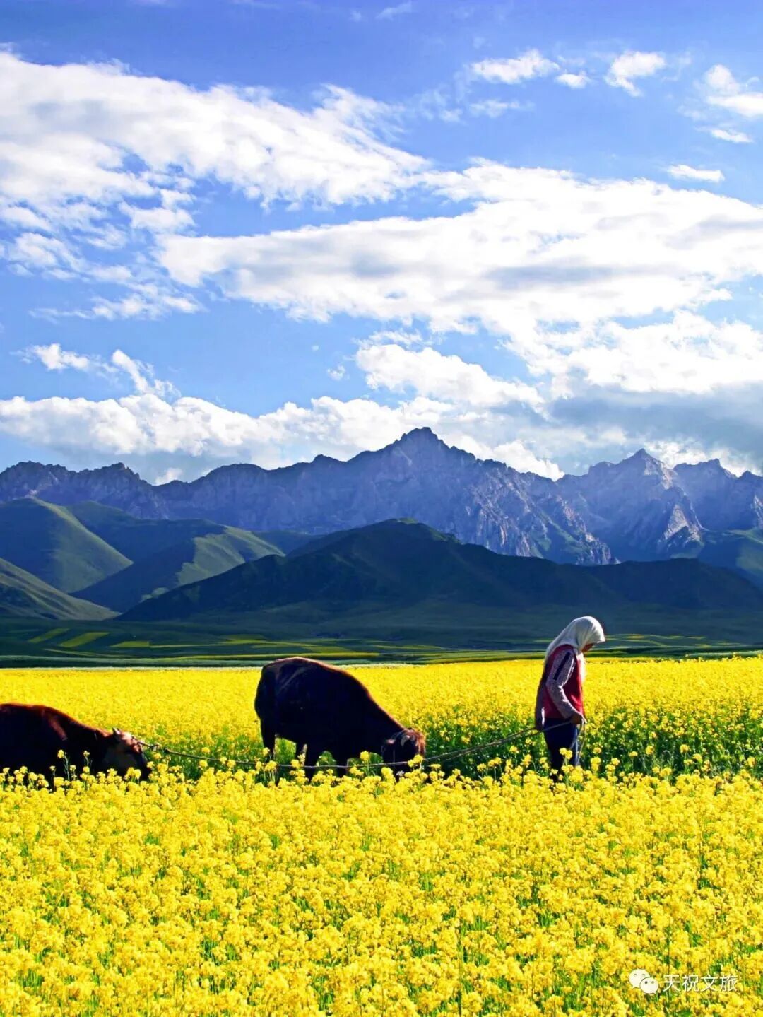 甘肃天祝赏花地图上线　邀您赴一场高原花约