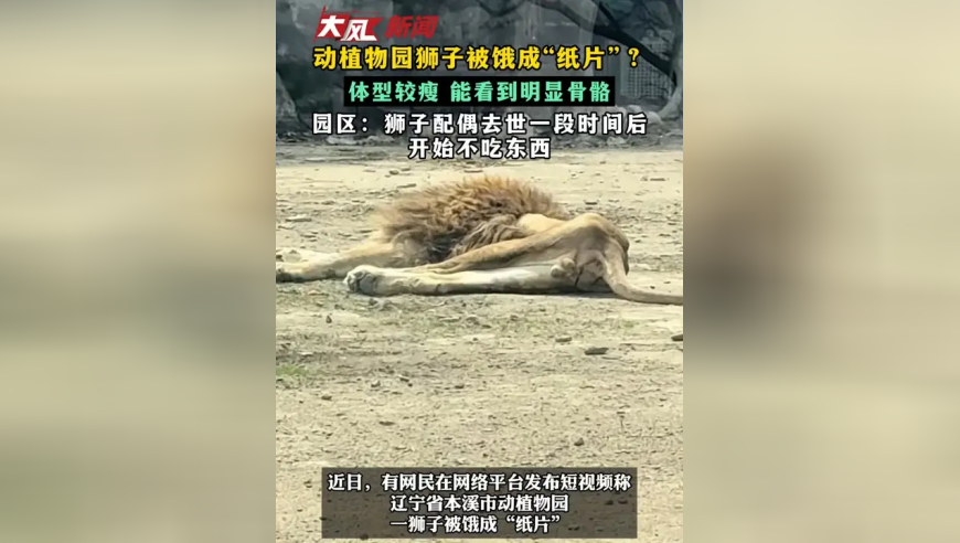 物园狮子被饿成“纸片”？体型较瘦 能看到明显骨骼 园区：狮子配偶去世一段时间后 开始不吃东西