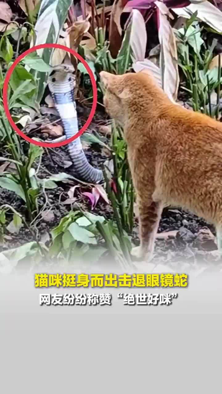 猫咪挺身而出击退眼镜蛇