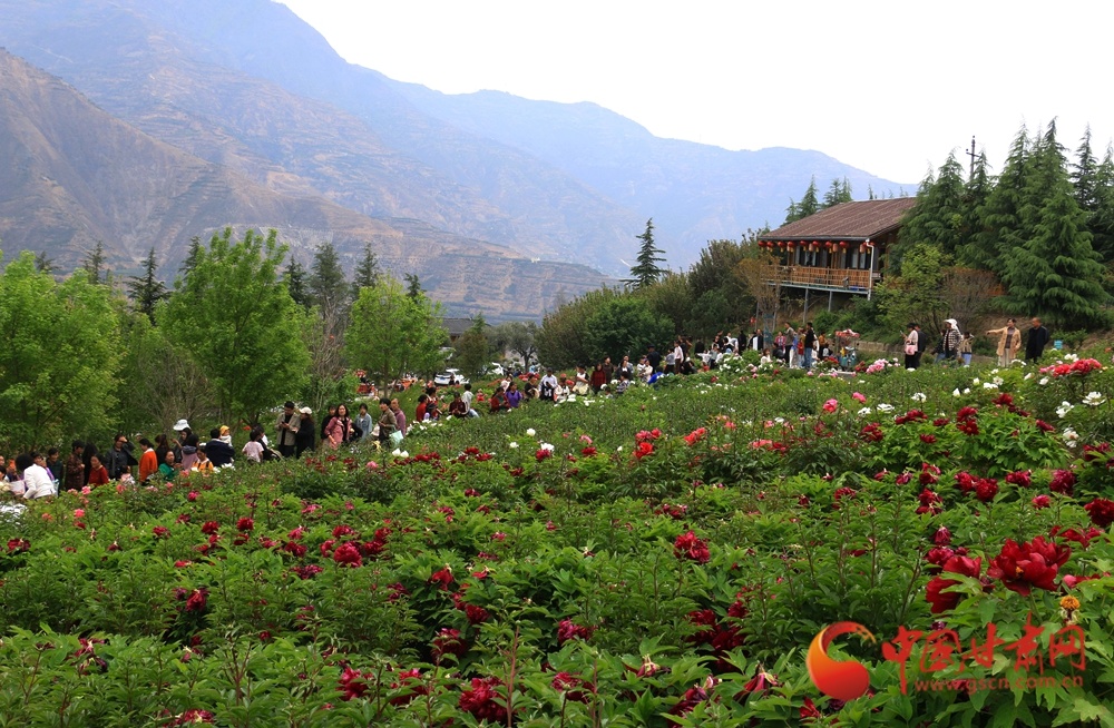 青山环抱间，游人如织赏牡丹