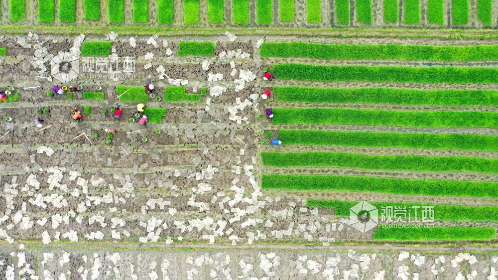 2026年4月14日，江西省遂川县枚江镇田间地头，呈现出一派繁忙有序的春耕景象。