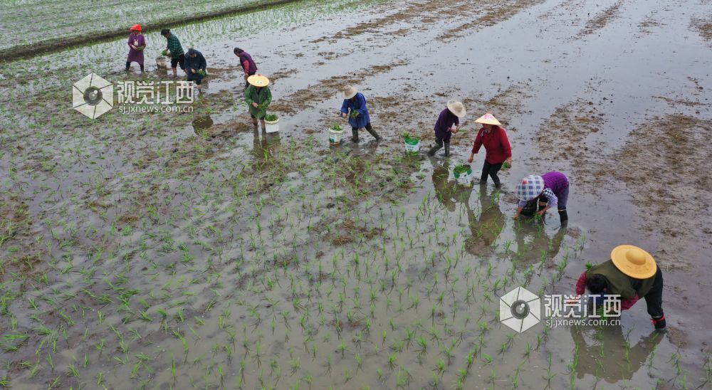 2026年4月14日，江西省遂川县枚江镇田间地头，呈现出一派繁忙有序的春耕景象。