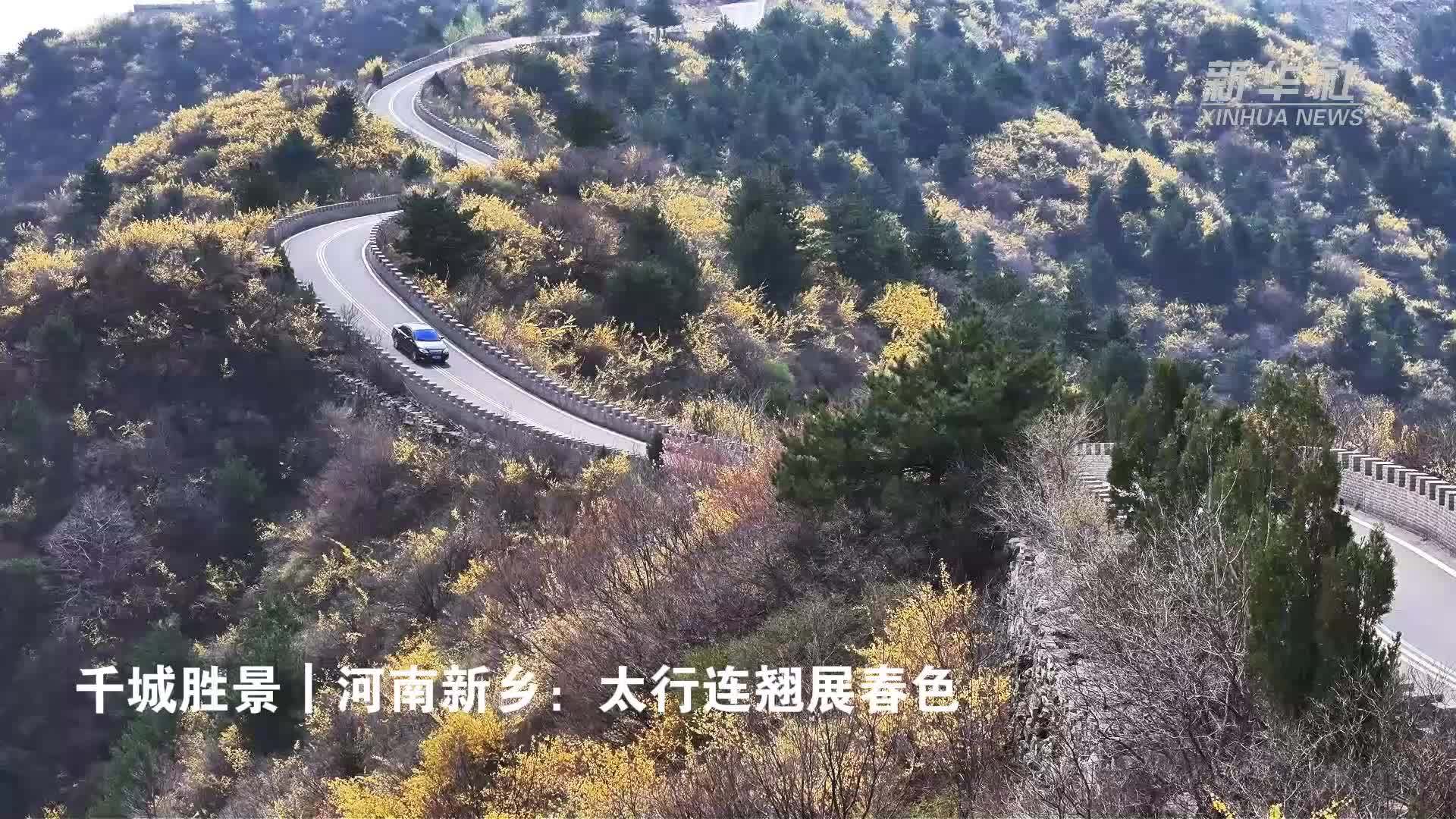 千城胜景｜河南新乡：太行连翘展春色
