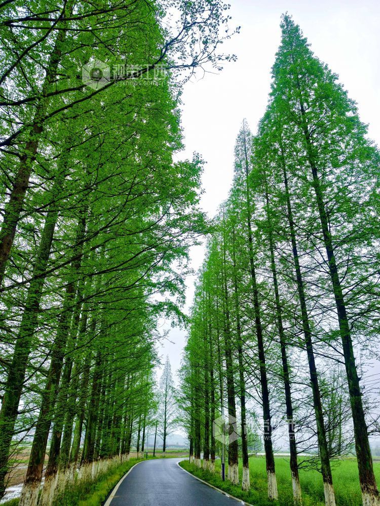 江西分宜：生态公路绘就春日乡野画卷（图）