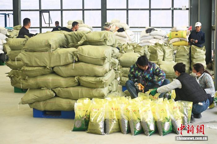 3月28日,在位于甘肃省定西市陇西县的中药材种子标准化加工车间,工作人员对完成加工的种子进行包装运输。李亚龙 摄