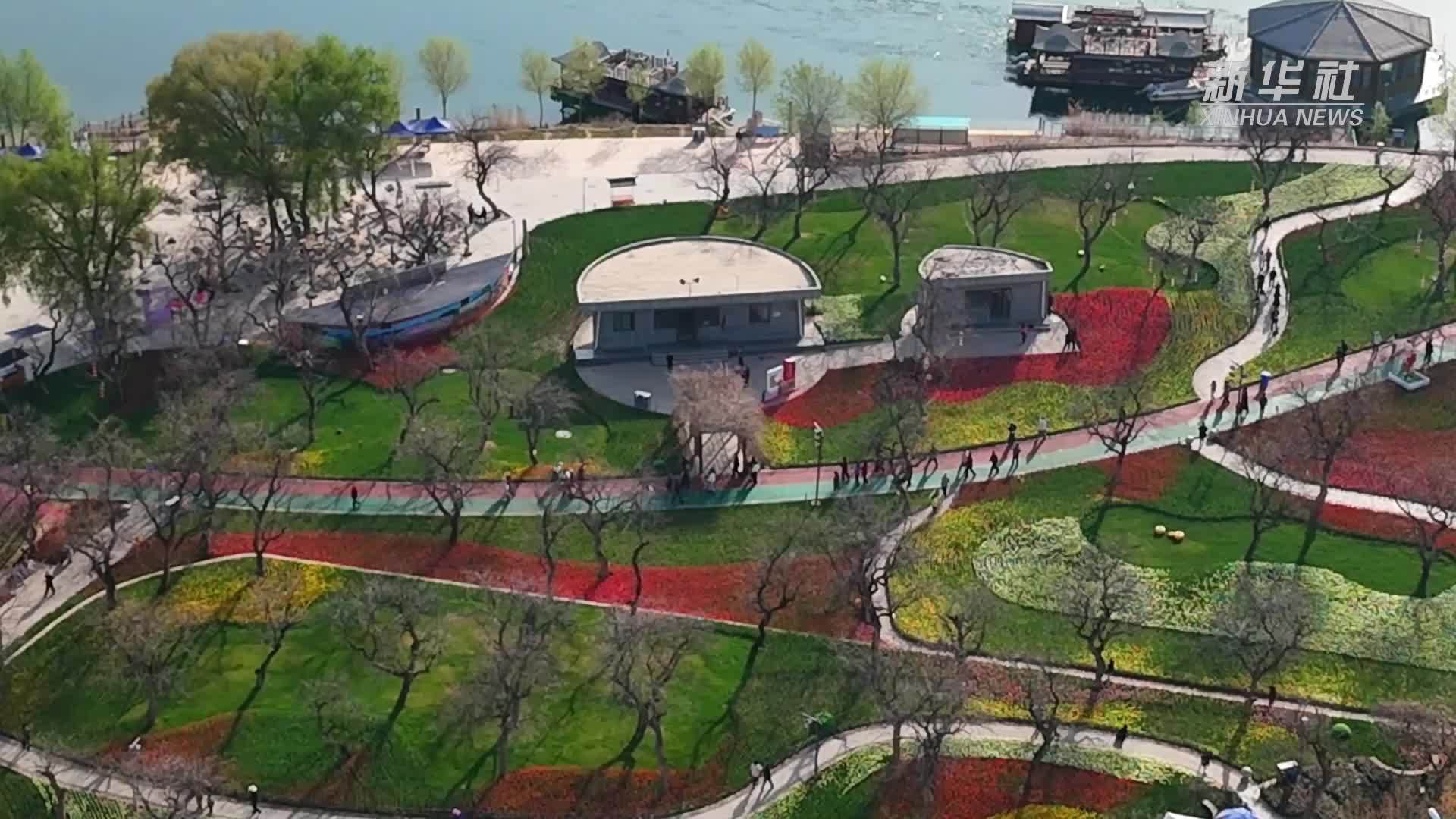 甘肃永靖：黄河之滨郁金香竞相绽放