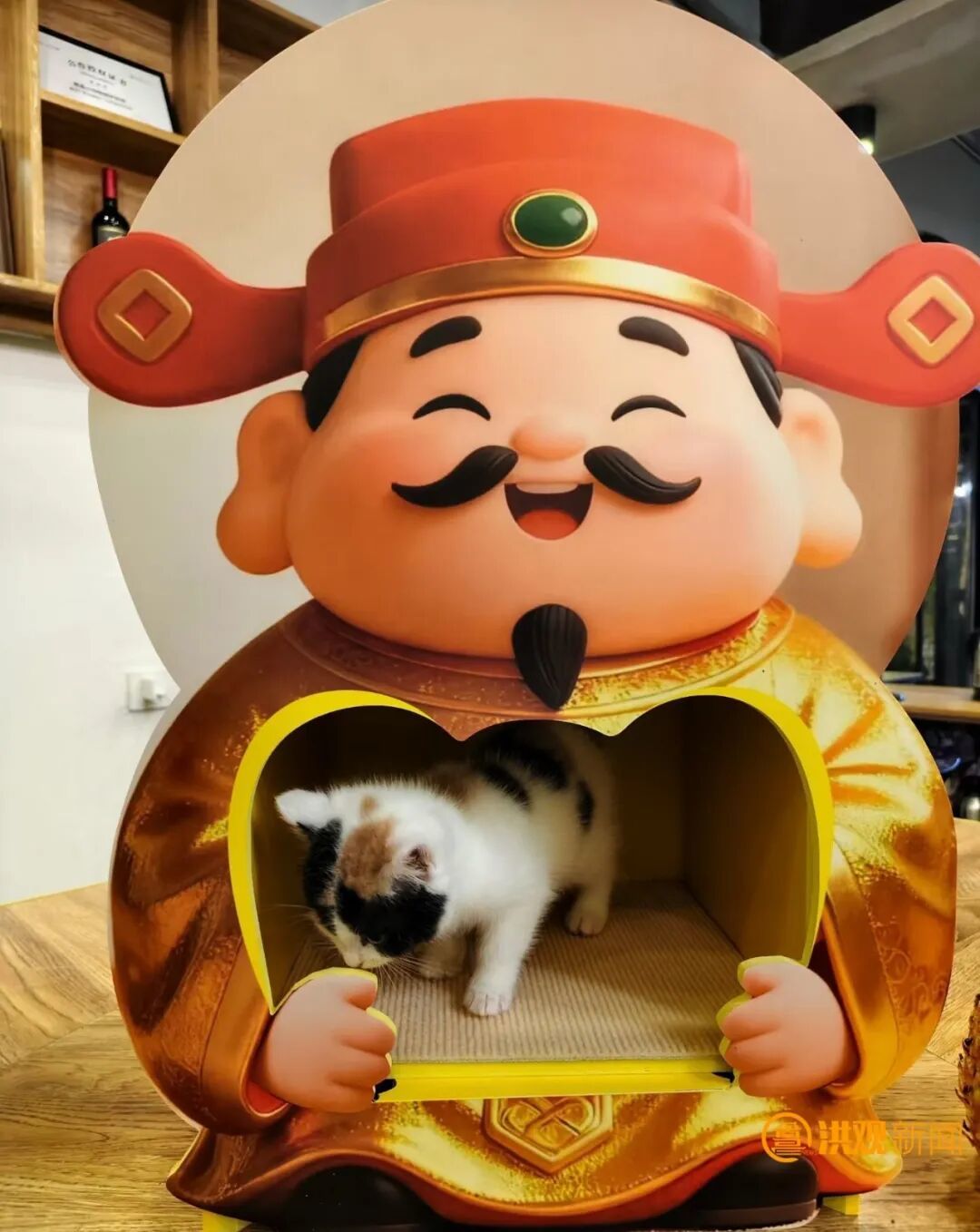 南昌首家“流浪猫再就业小院”开业 12只流浪猫化身“天选打工猫”