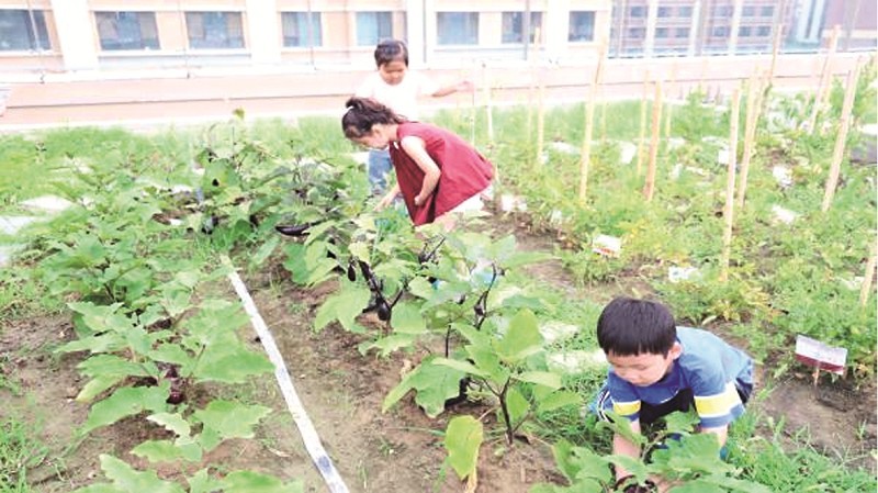 雄安容和悦容幼儿园的小朋友们一起摘菜