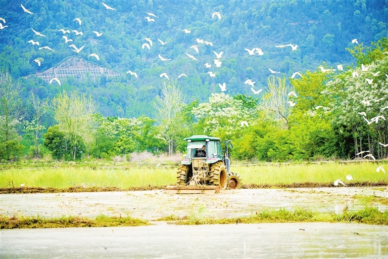 江西龙南：白鹭伴耕绘美景（图）