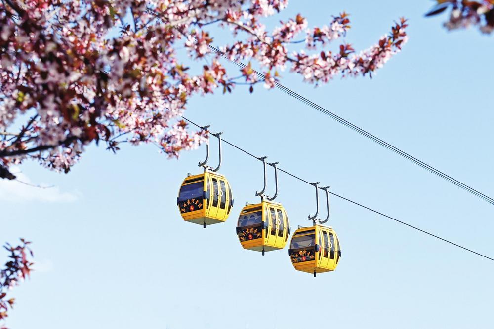 游客在兰州乘坐黄河索道缆车，空中俯瞰黄河两岸繁花盛景。