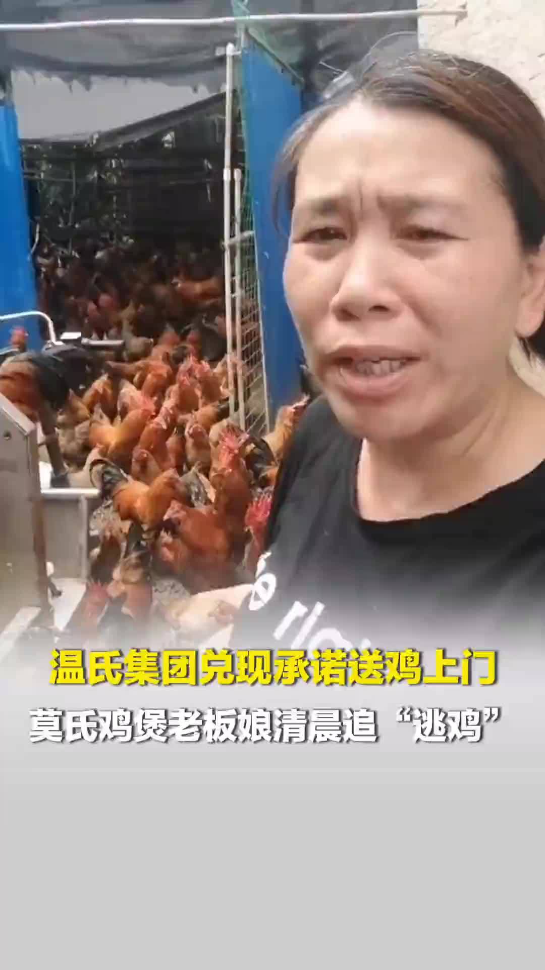 莫氏鸡煲鸡跑了！老板娘清晨追“逃鸡”